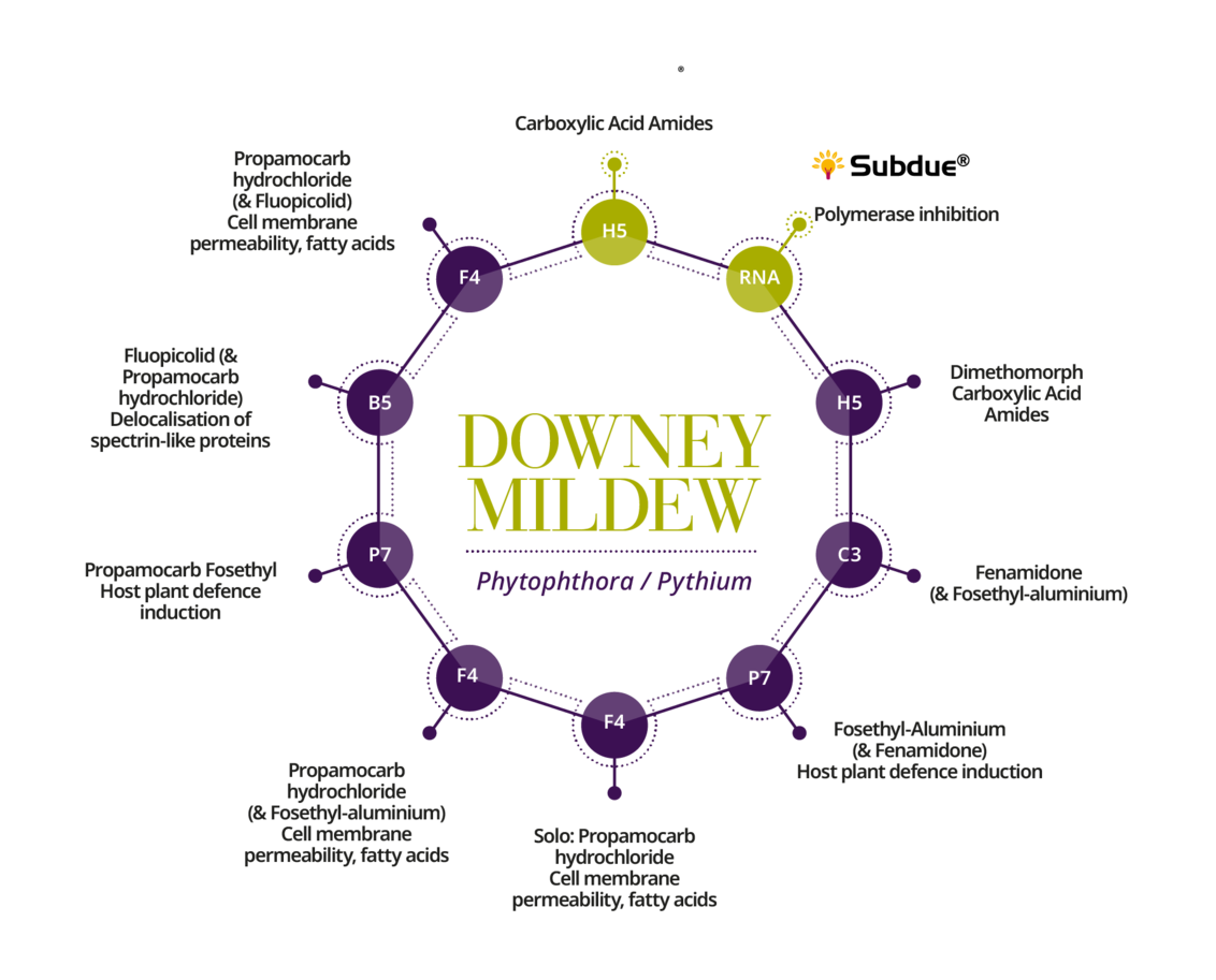 Downey Mildew