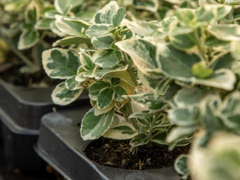 Horticulture Blog - How does water quality affect plant growth