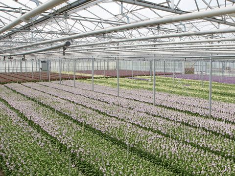 Horticulture Growers - Biostimlants