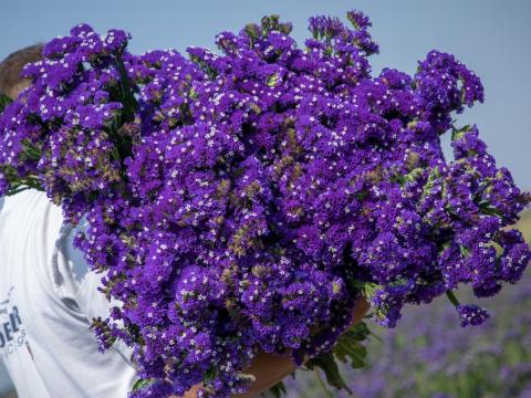 Biostimulants for Horticuture Growers UK