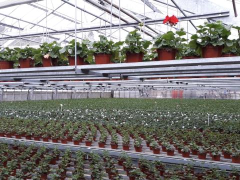 Nozzles for Horticulture and Ornamentals Spray Applications