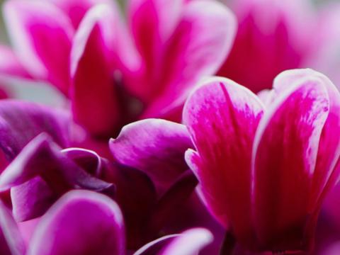Syngenta Horticulture Blog 