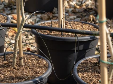 What fungicides control Pythium root diseases?