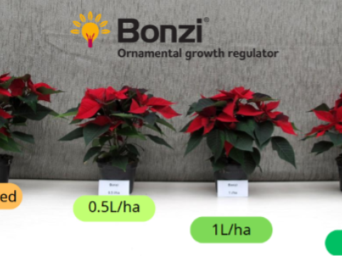 Bonzi