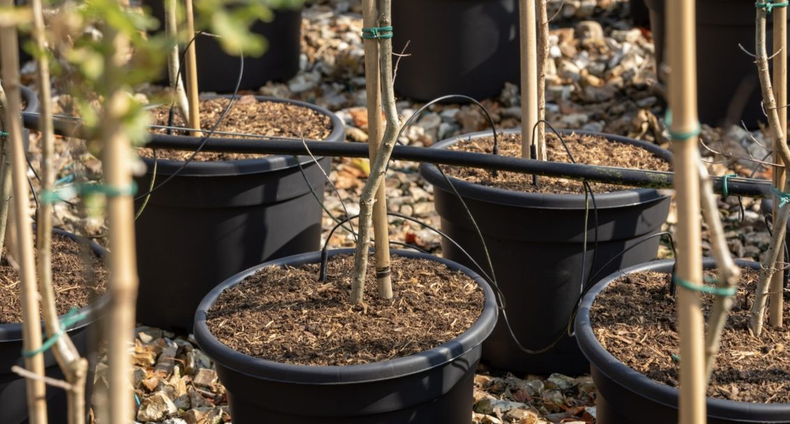 What horticulture fungicides control Pythium root diseases? Syngenta Subdue