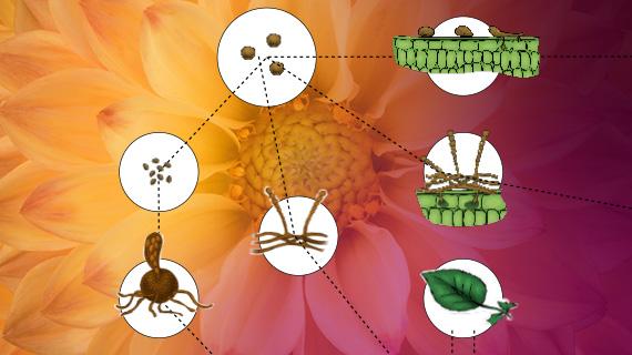 Lifecycles