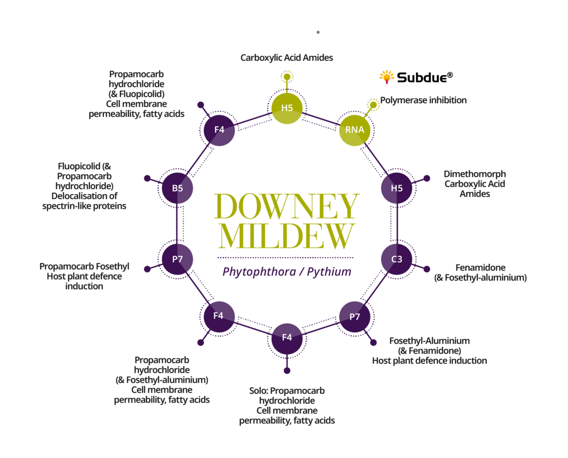 Downey Mildew