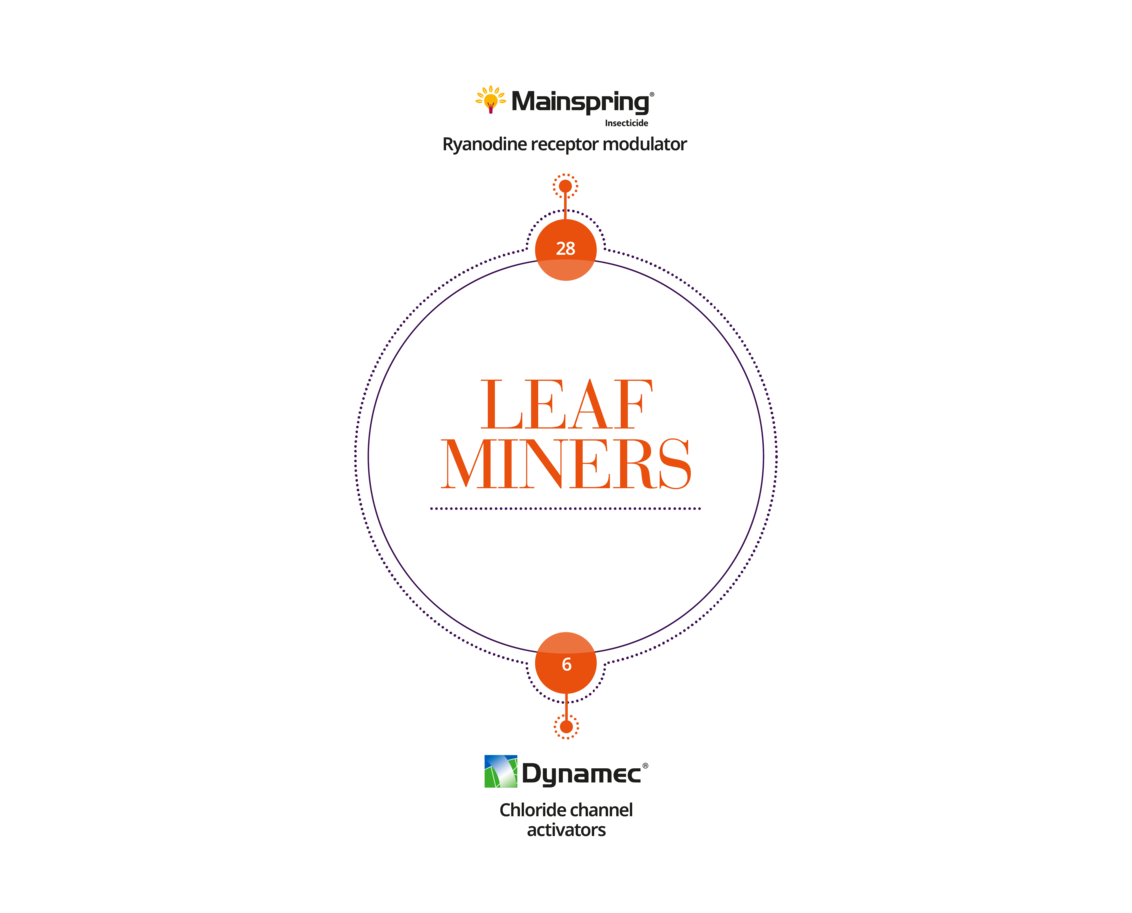 Leaf miners resistance scheme