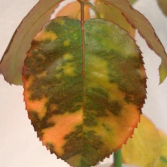 Downey mildew.jpg
