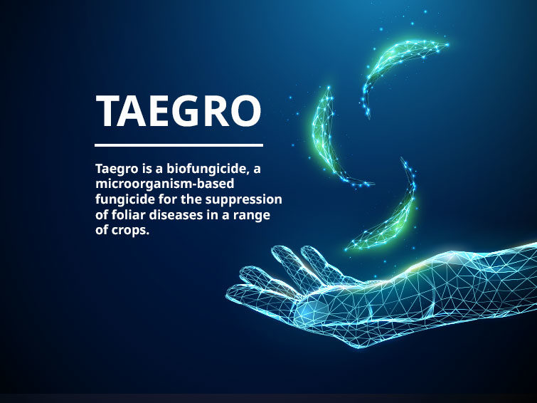 Taegro biofungicide