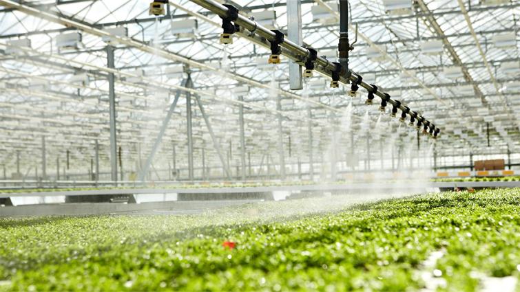 1132x637_bnl_sierteelt_biologicals_kas.jpg