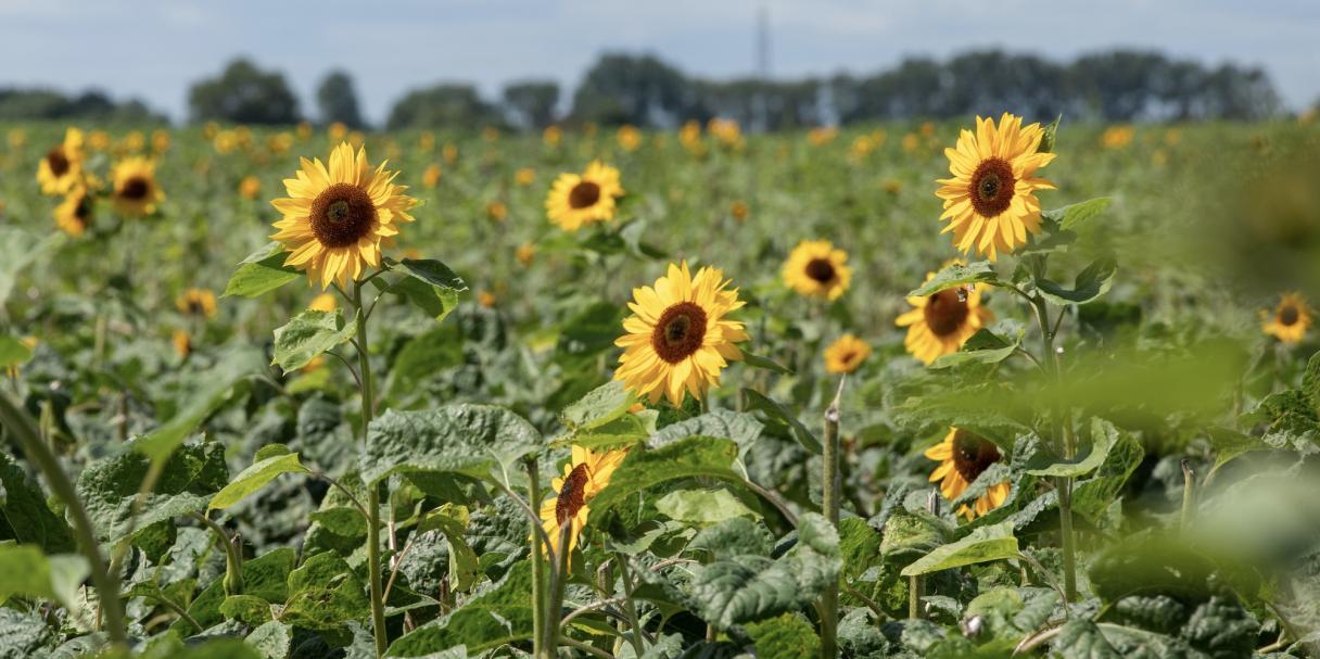 The Importance of Label Information in Horticulture