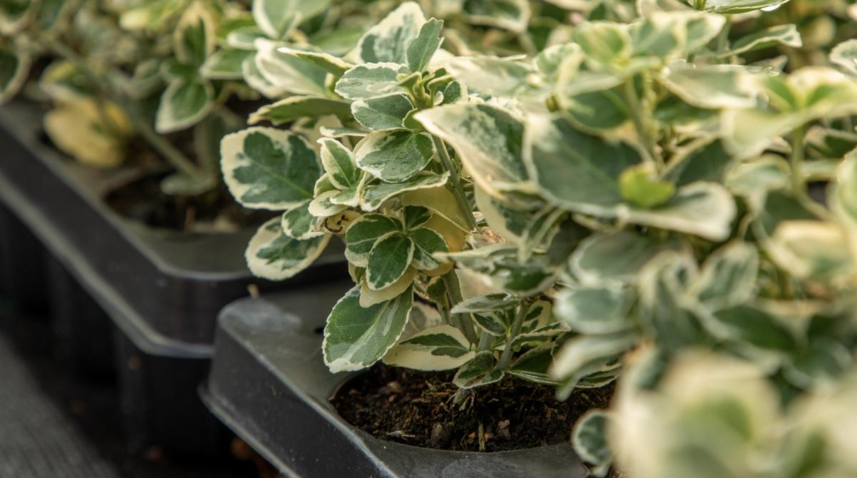 Horticulture Blog - How does water quality affect plant growth