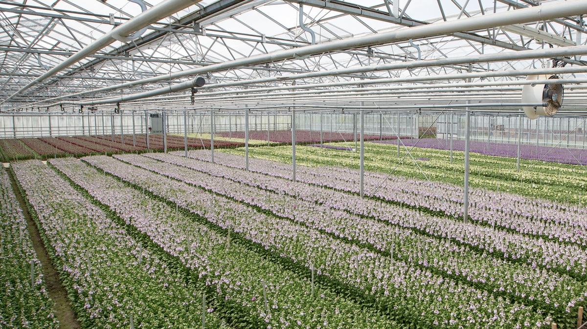 Horticulture Growers - Biostimlants