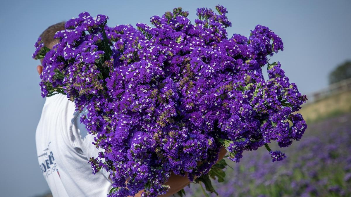 Biostimulants for Horticuture Growers UK