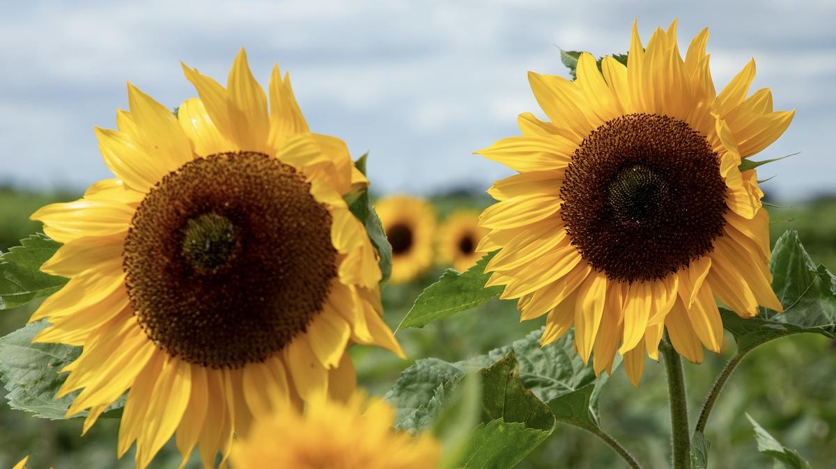 How horticulture fungicides work