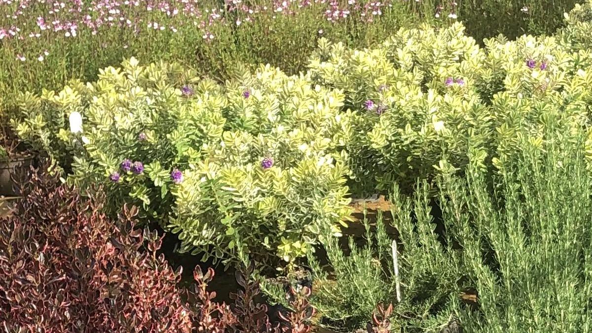 Nozzles for Horticulture Spray Applications