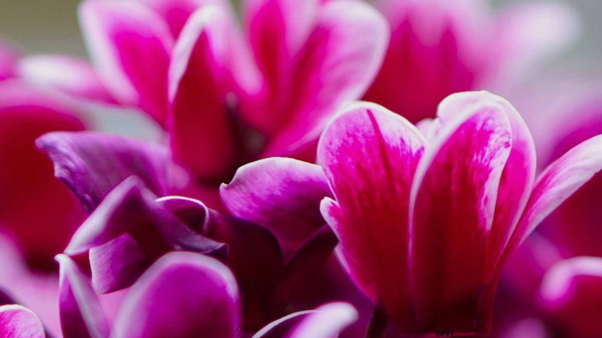 Syngenta Horticulture Blog 