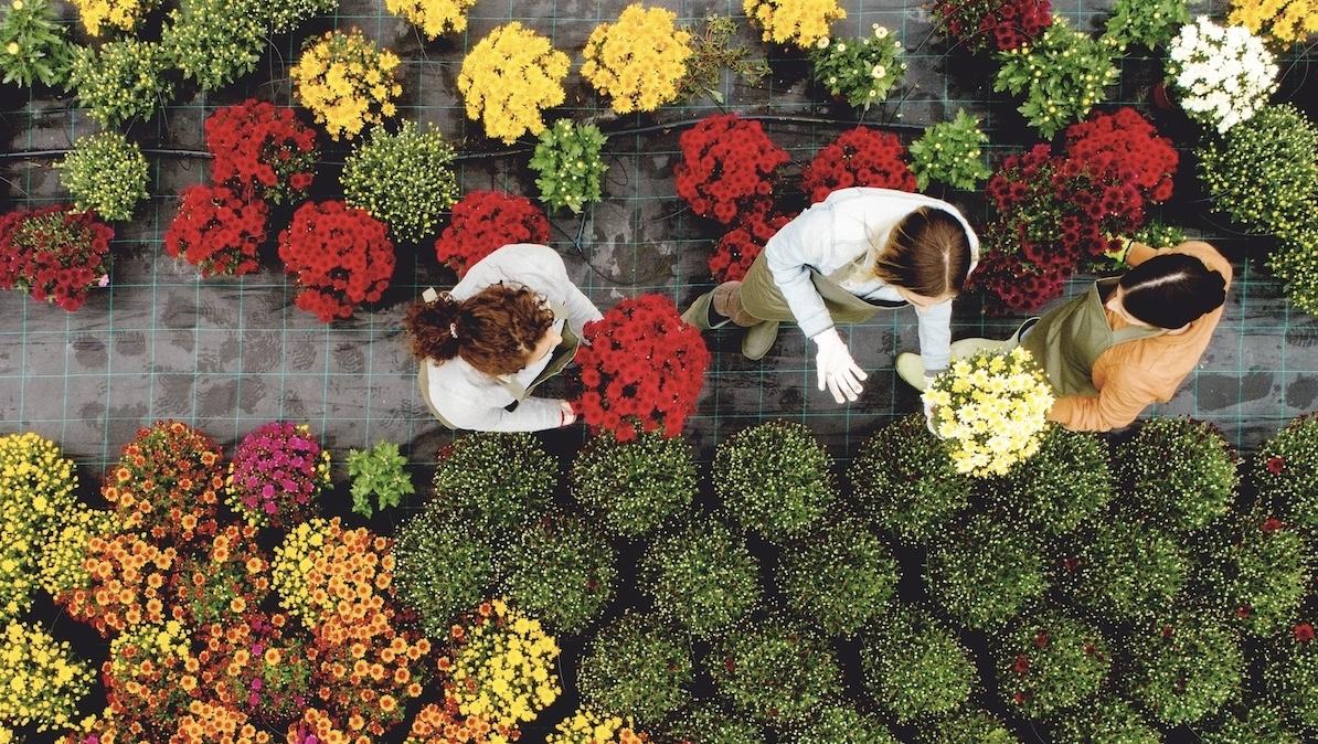 Horticulture and Climate Change - Advice for Professional Growers