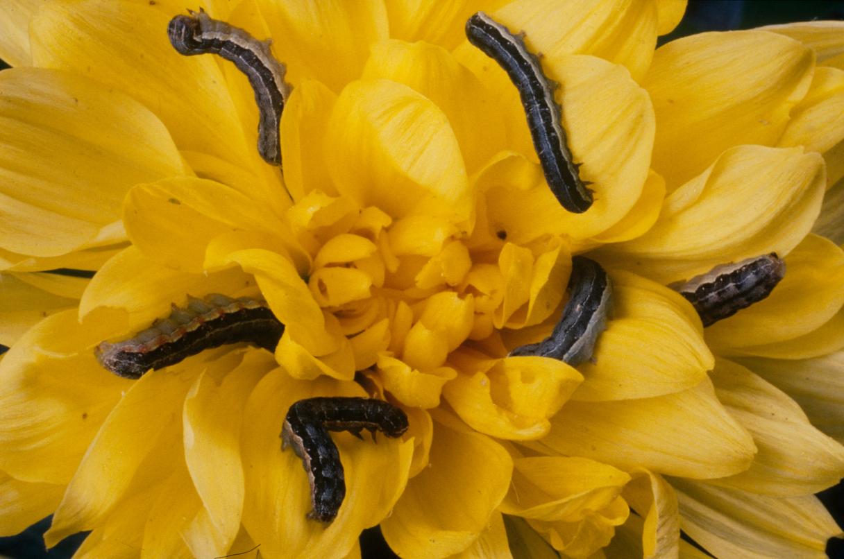 Caterpillar