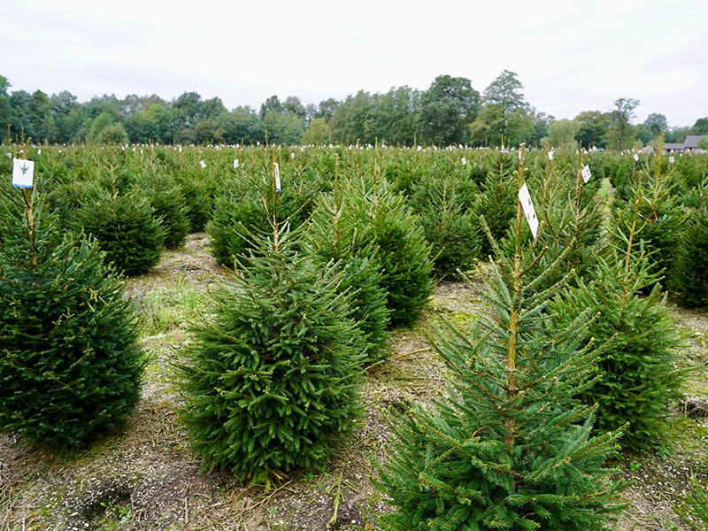 Christmas Tree Champion