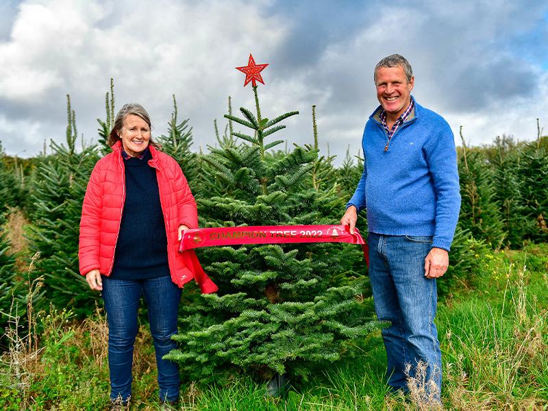 Christmas Tree Champion