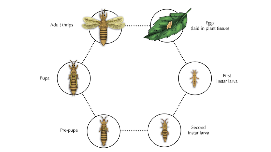 Thrips Life Cycle Blog
