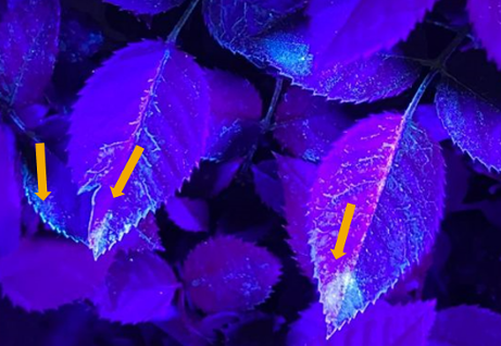 UV to see the adjuvant story