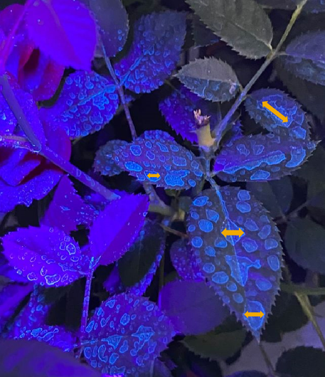 UV to see the adjuvant story
