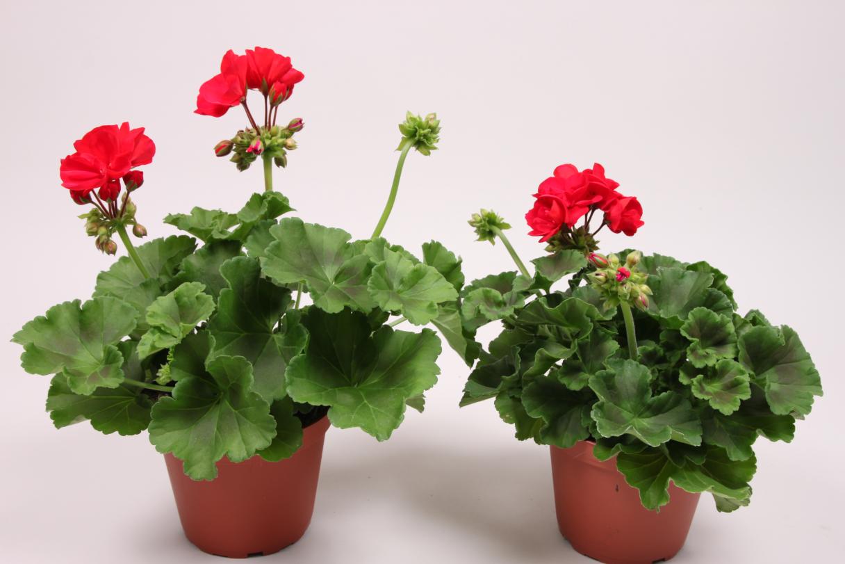 grandeur_classic_red_pepper_pelargonium_zonale.jpg