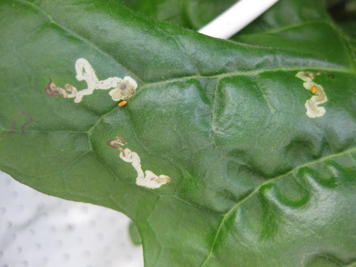 leafminer_damage.jpg