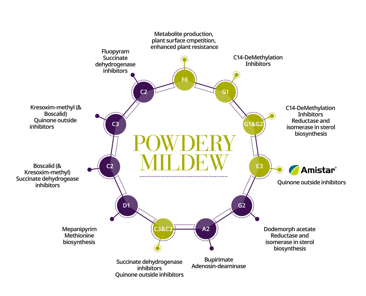 syn_illu_infographics_efc_expert_center_resistance_management_uk_2023_powdery_mildew.png