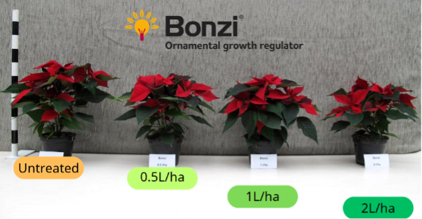 Bonzi