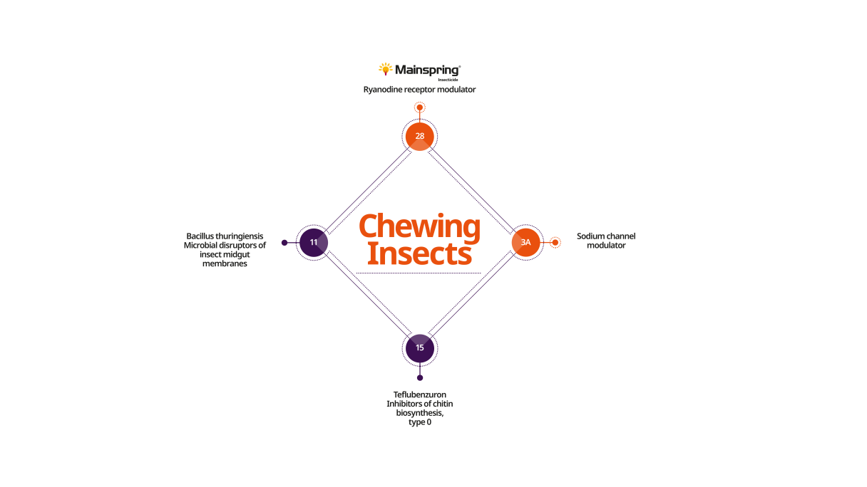 Chewing insects resistance management